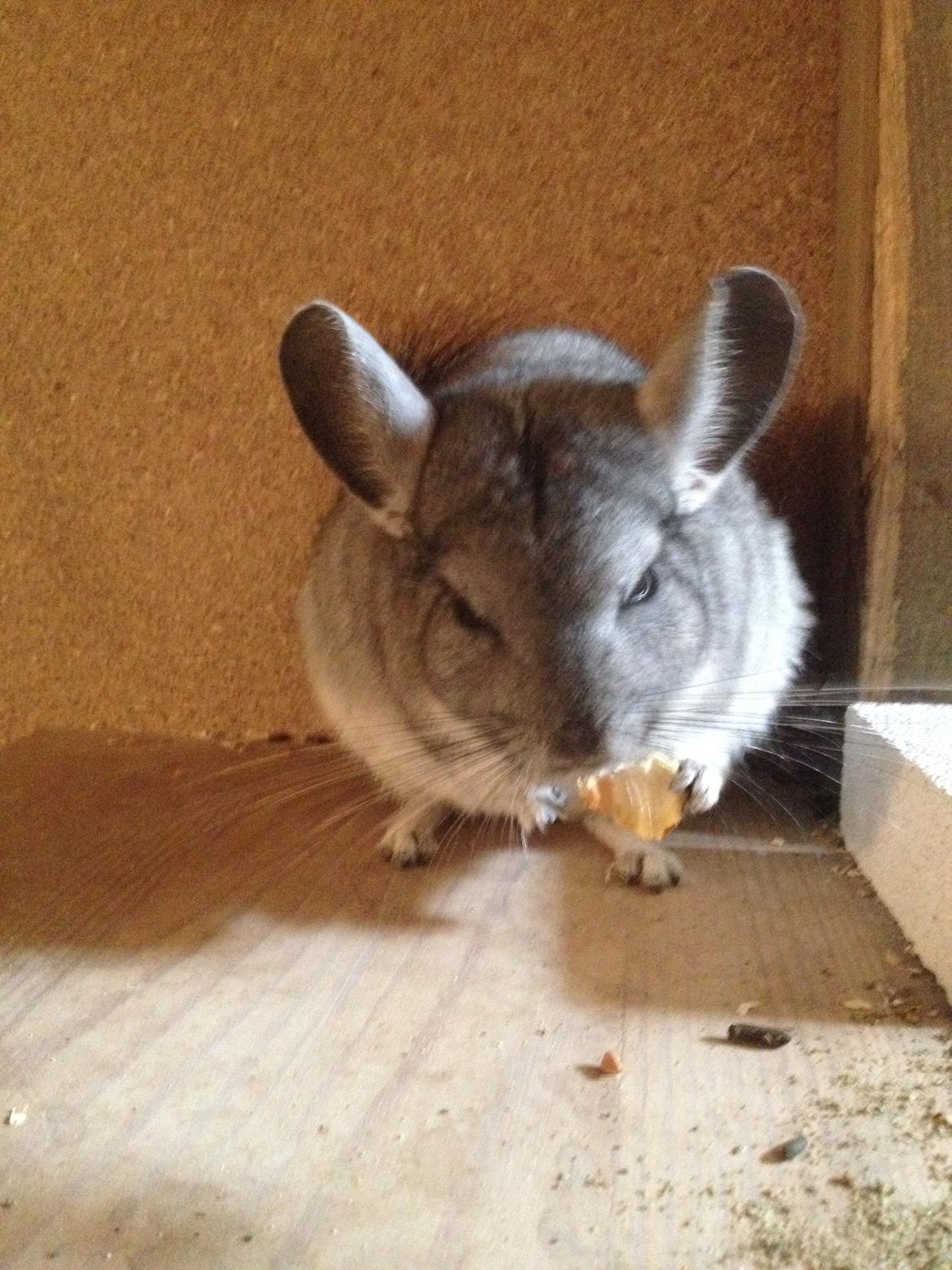 Chinchilla Mulle billede 10