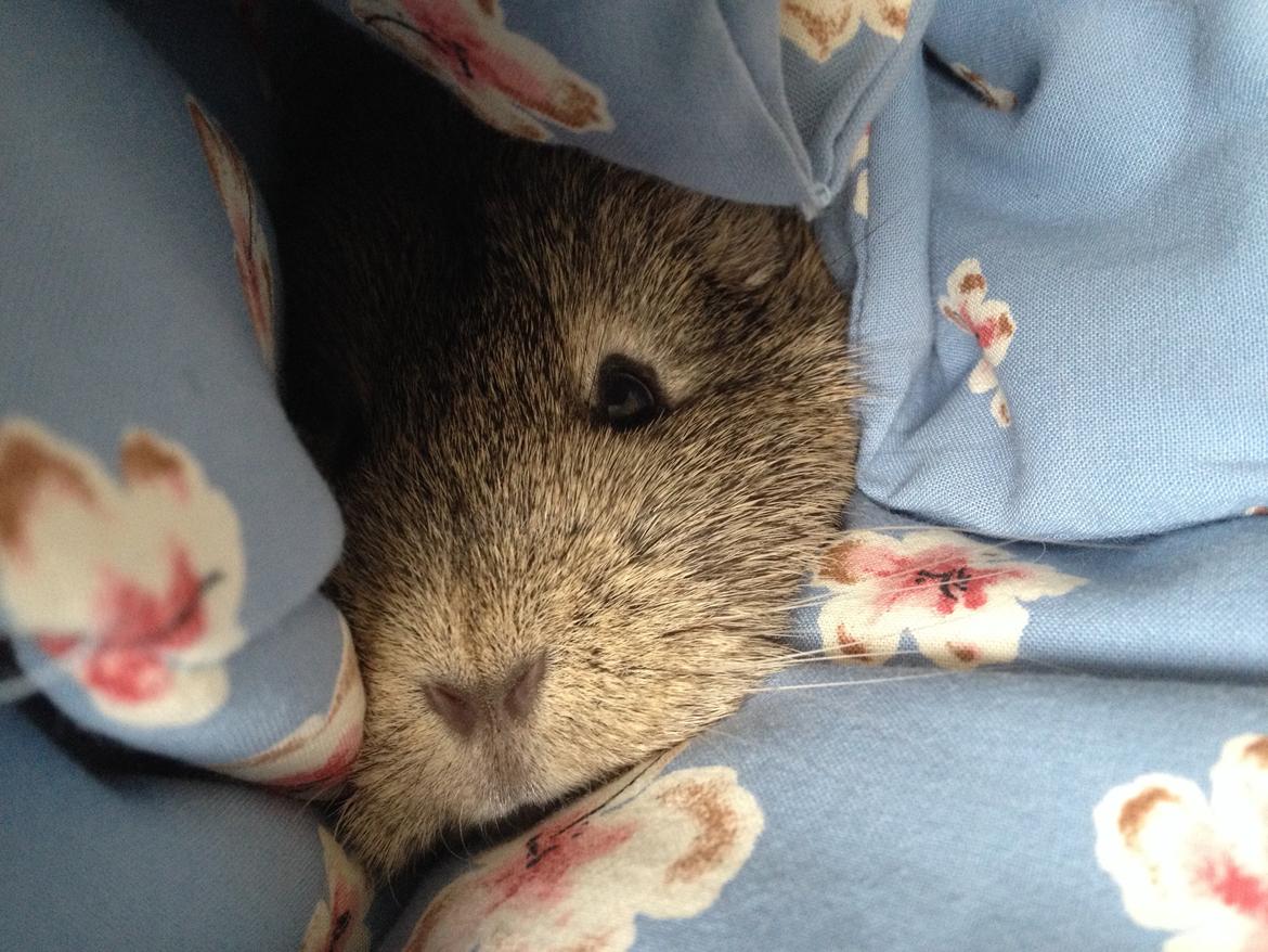 Marsvin Sonja (blanding) billede 10