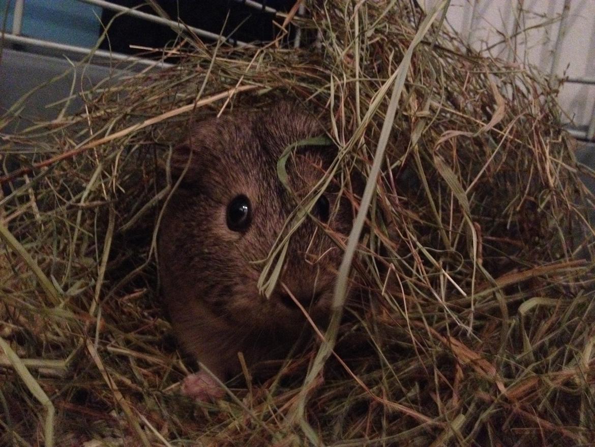 Marsvin Sonja (blanding) billede 11