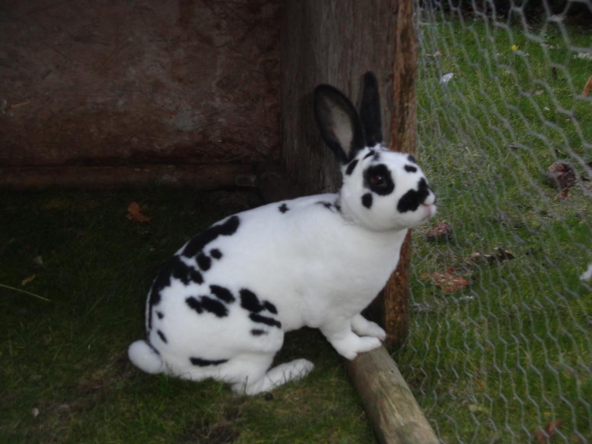 Kanin StaldNords Saseline billede 1