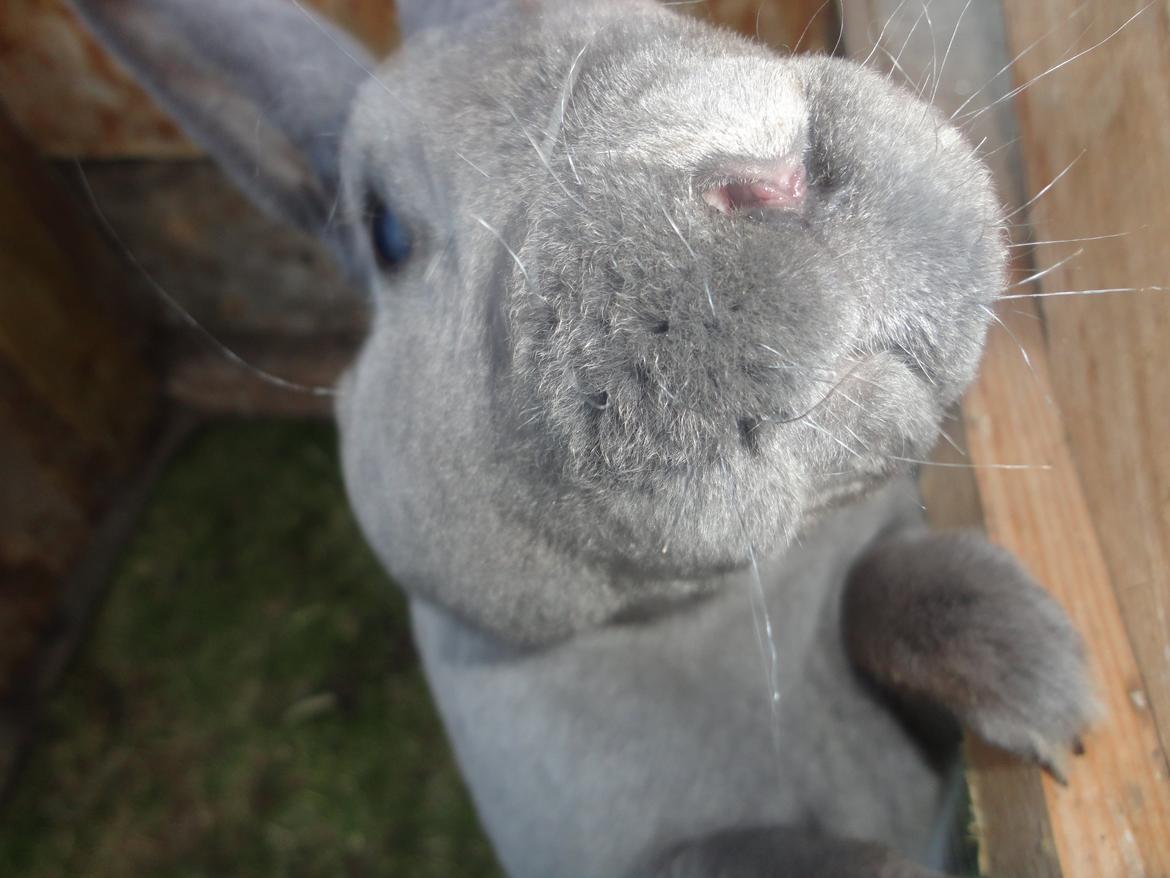 Kanin Kilarto *blå rex* 93,5p billede 40