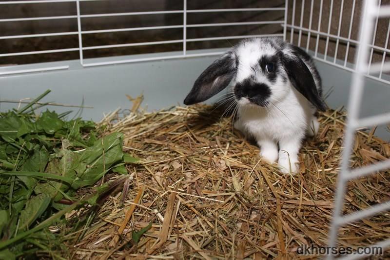 Kanin Mivsen - Da mivsen var lille :)  billede 10