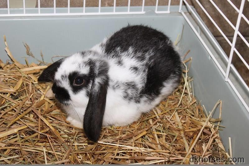 Kanin Mivsen - Da mivsen var lille :) billede 11