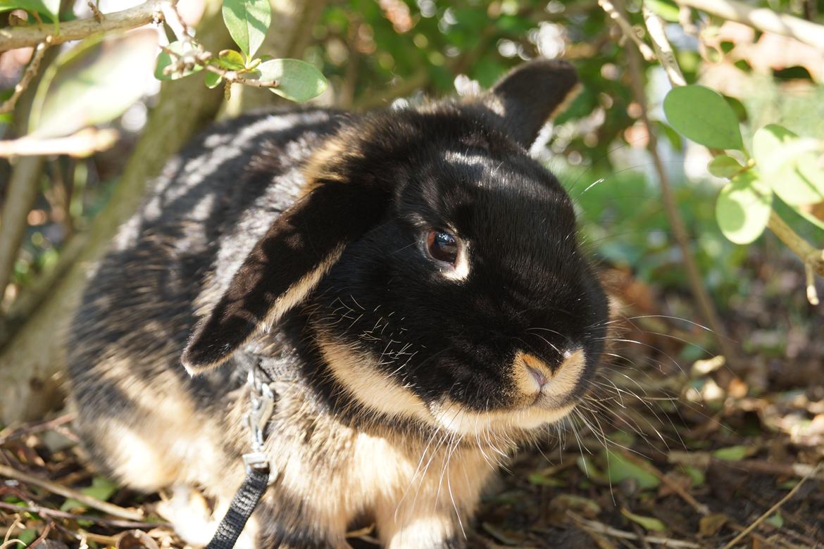 Kanin Jojo!<3 billede 1