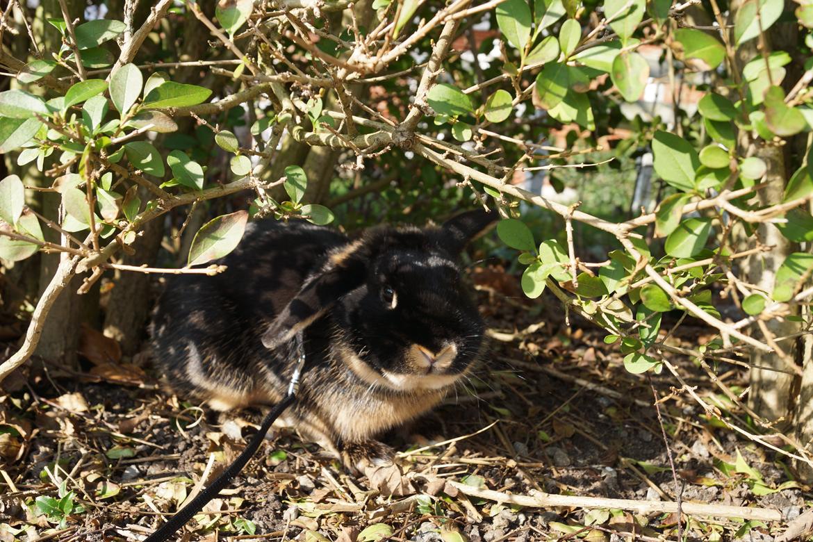 Kanin Jojo!<3 billede 2