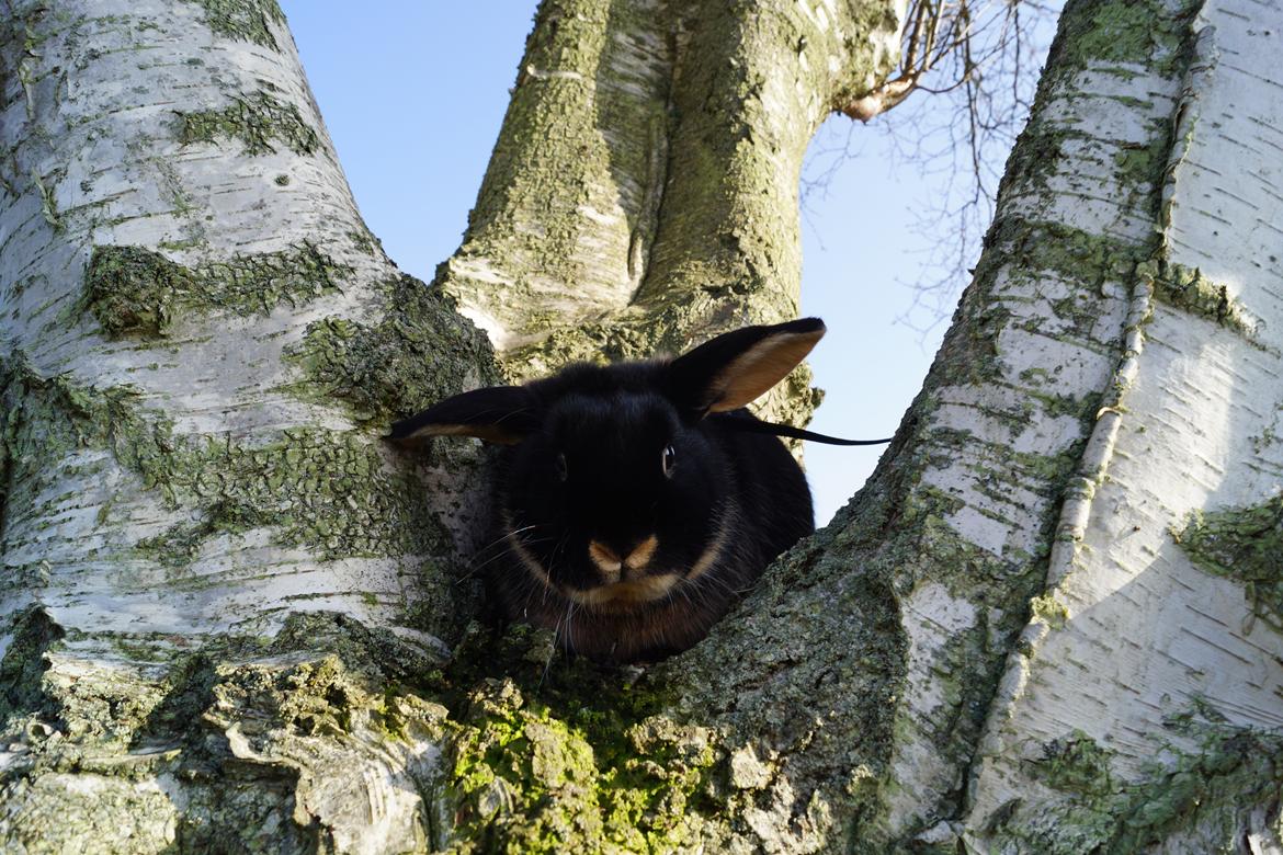 Kanin Jojo!<3 billede 3