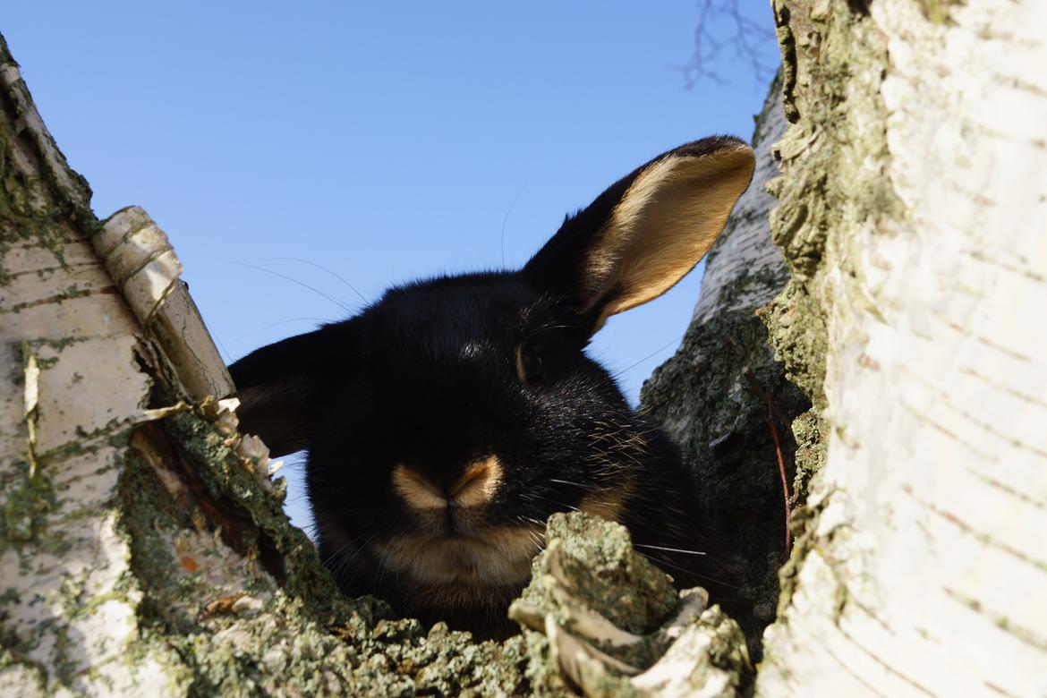 Kanin Jojo!<3 billede 4