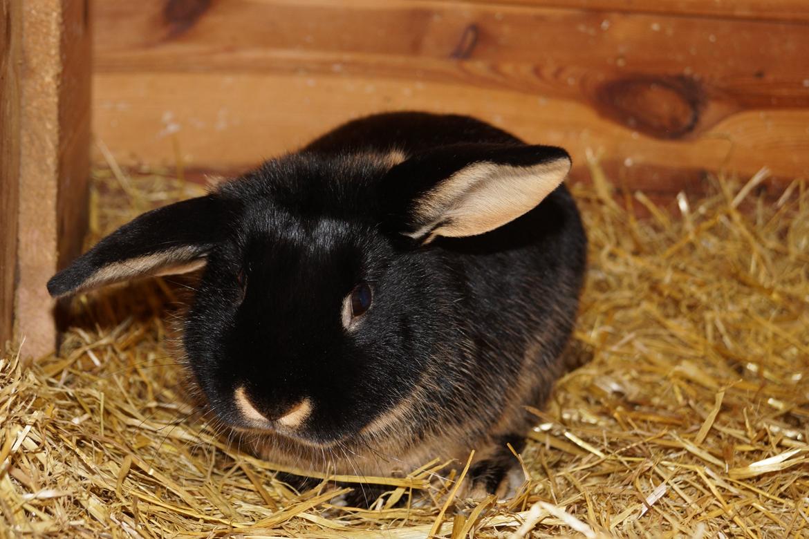 Kanin Jojo!<3 billede 8