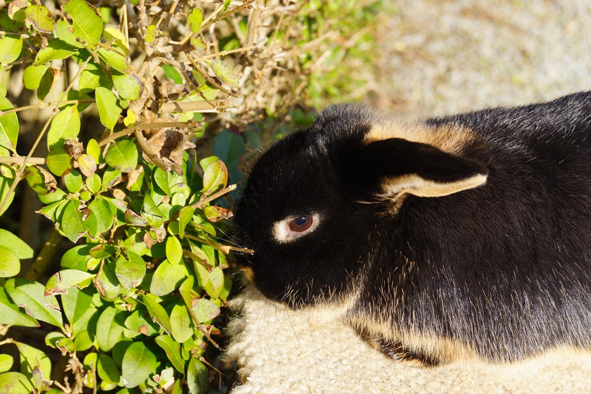 Kanin Jojo!<3 billede 7