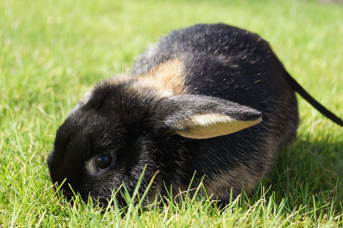 Kanin Jojo!<3 billede 5