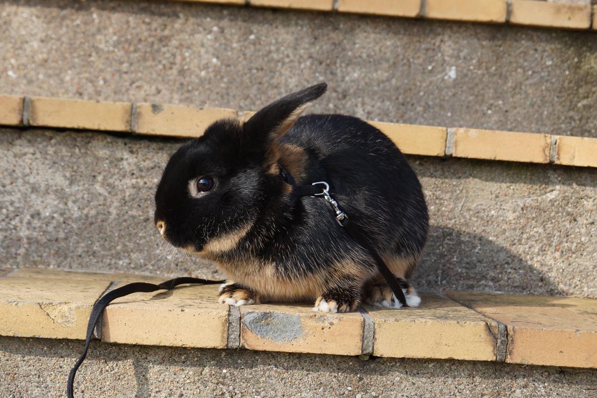 Kanin Jojo!<3 billede 6