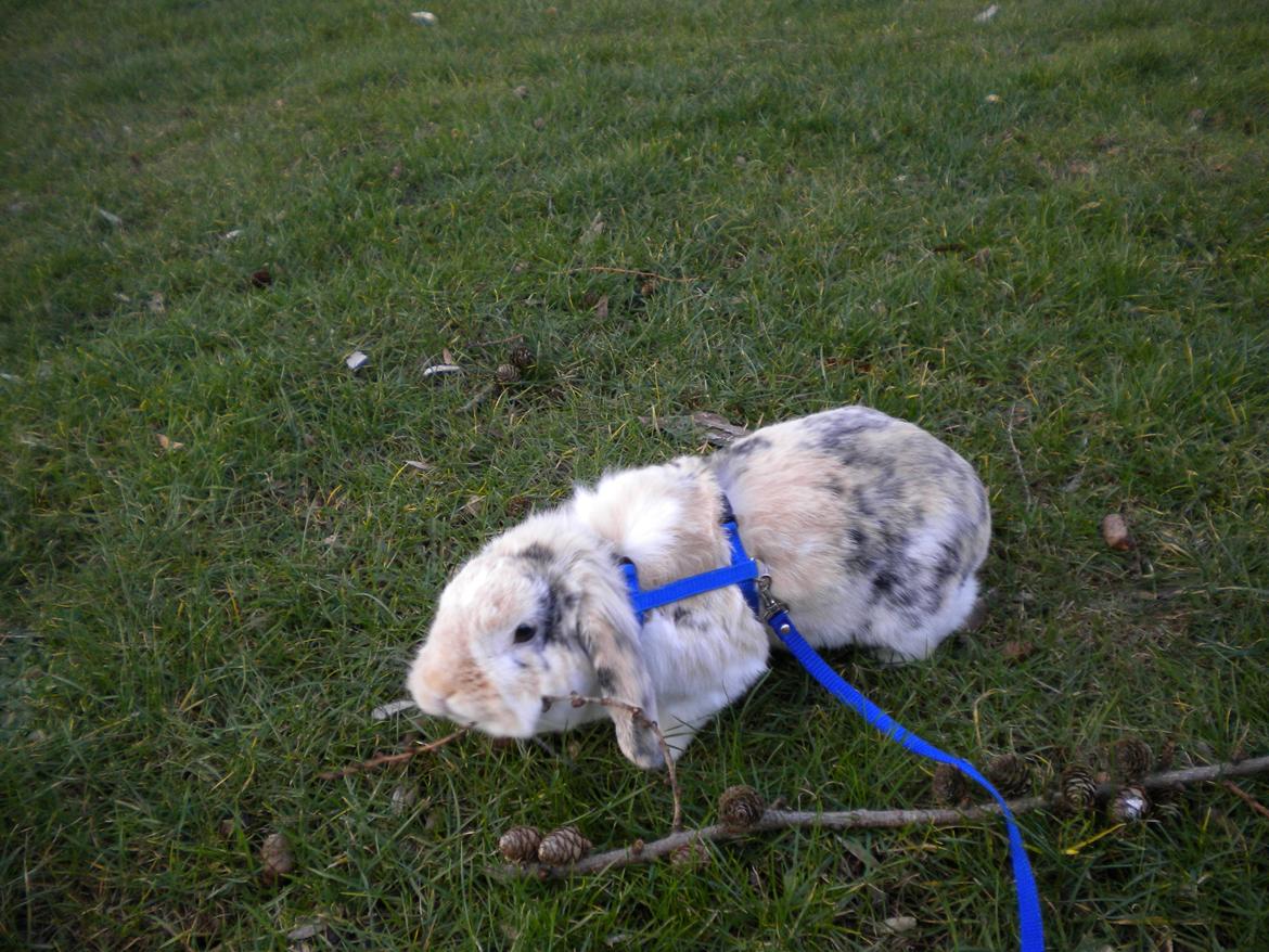 Kanin Numse (R.I.P min elskede dreng)  billede 10