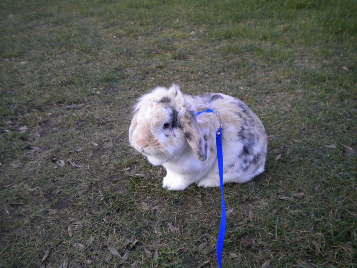 Kanin Numse (R.I.P min elskede dreng)  billede 12