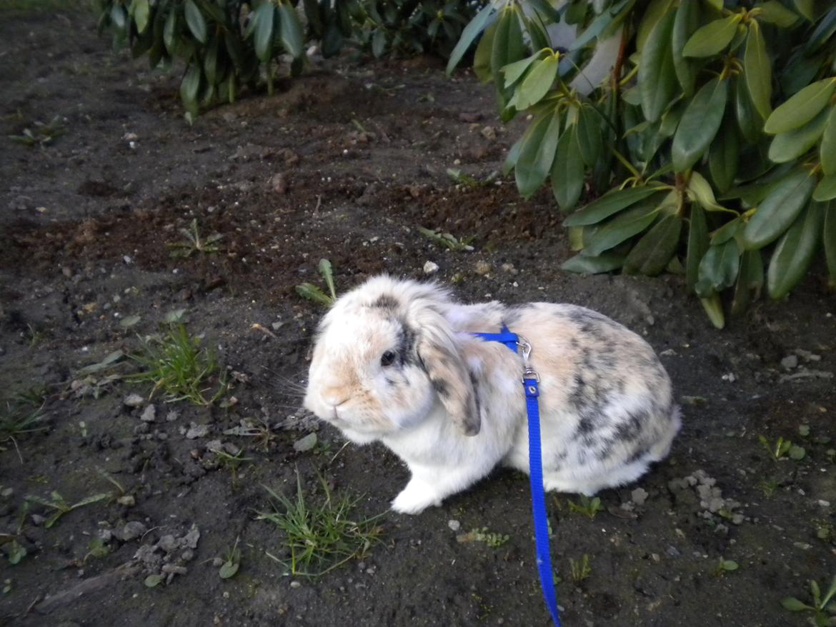 Kanin Numse (R.I.P min elskede dreng)  billede 11