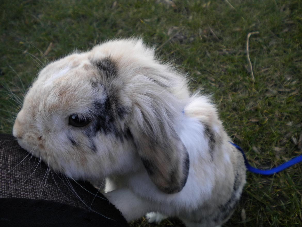 Kanin Numse (R.I.P min elskede dreng)  billede 9