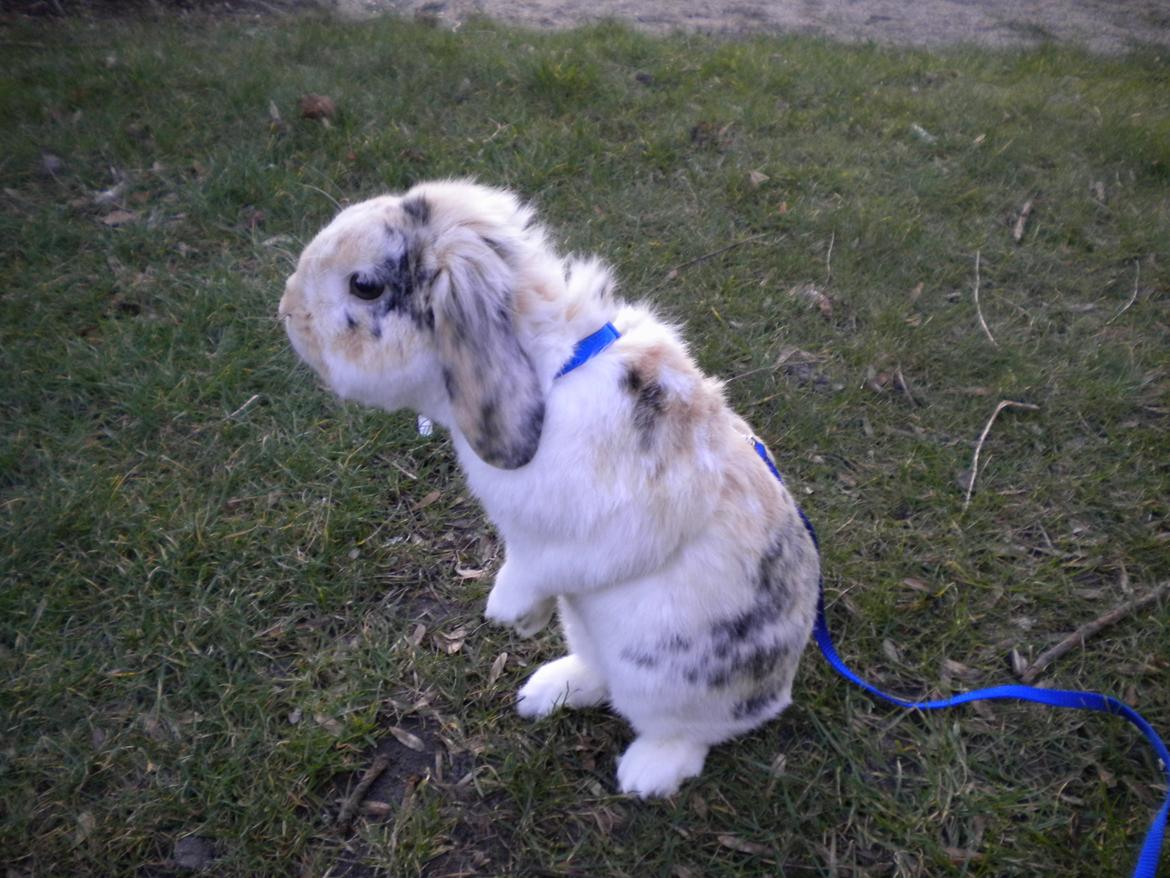 Kanin Numse (R.I.P min elskede dreng)  billede 13