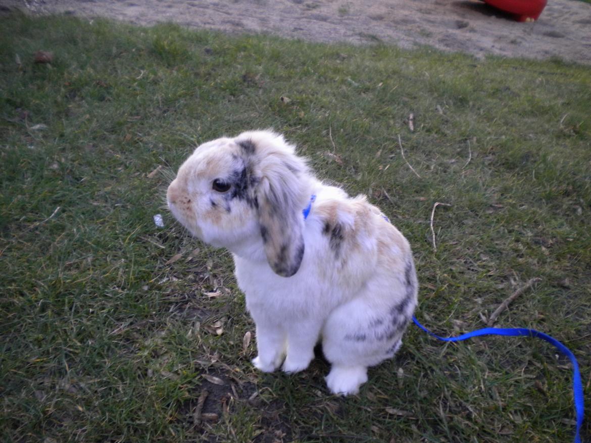 Kanin Numse (R.I.P min elskede dreng)  billede 14