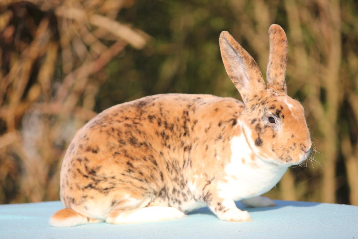 Kanin Villads Eyes Of A Tiger billede 1