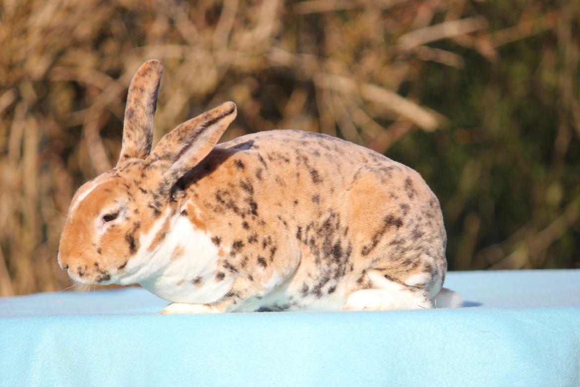 Kanin Villads Eyes Of A Tiger billede 3