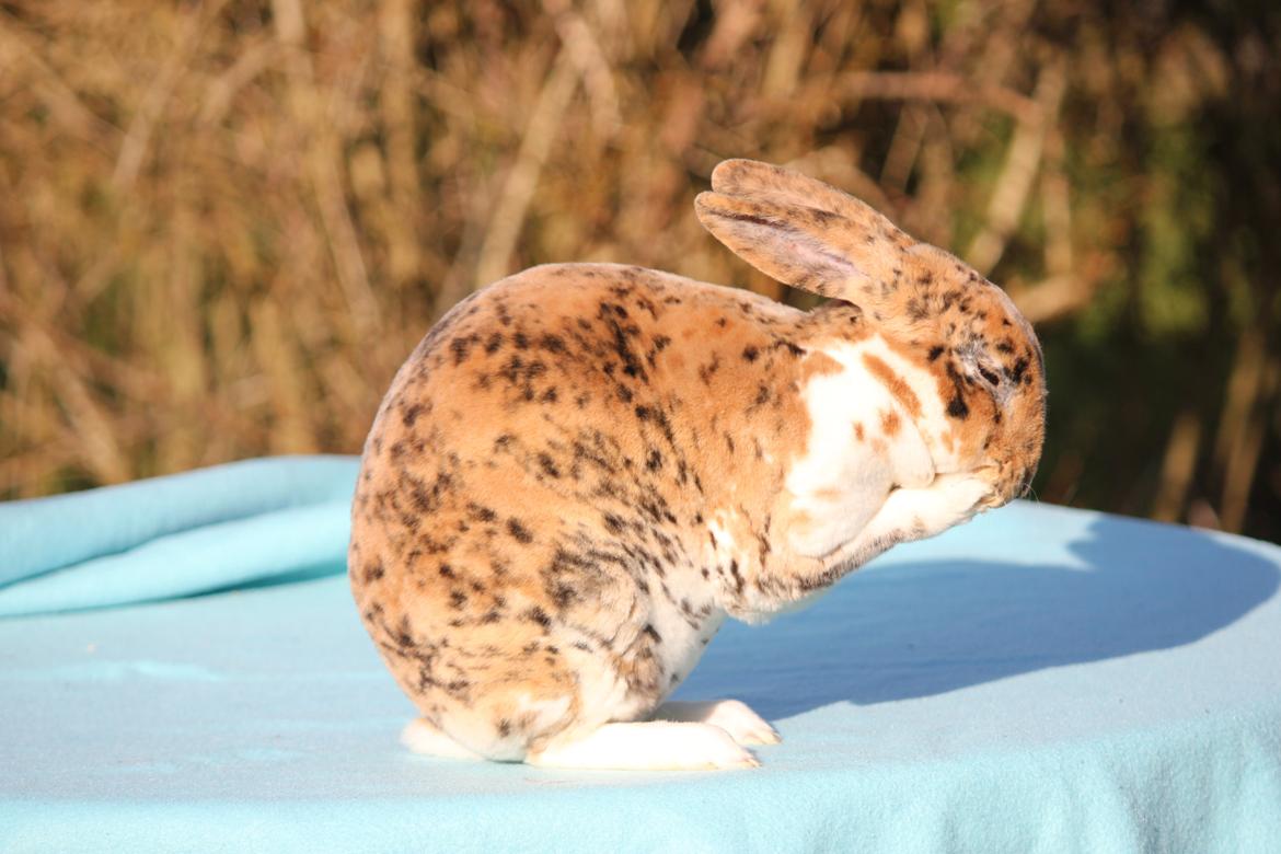 Kanin Villads Eyes Of A Tiger billede 4