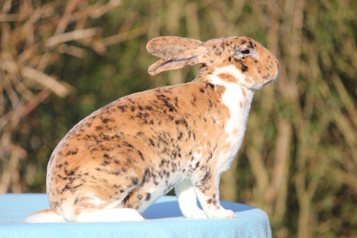 Kanin Villads Eyes Of A Tiger billede 2