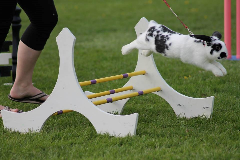 Kanin - Sunsides Silent Power billede 4