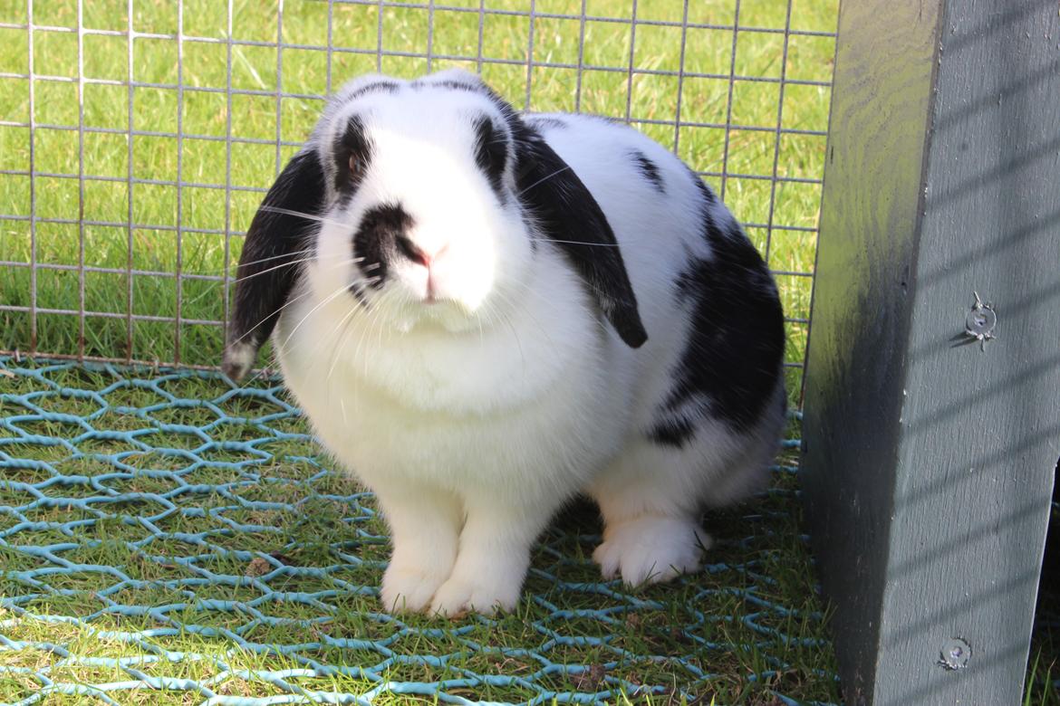 Kanin - Sunsides Silent Power billede 14