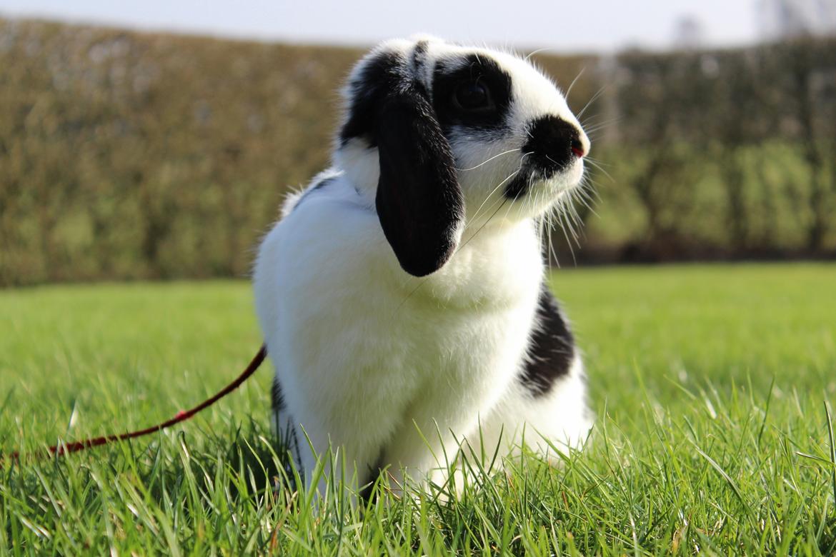 Kanin - Sunsides Silent Power billede 2