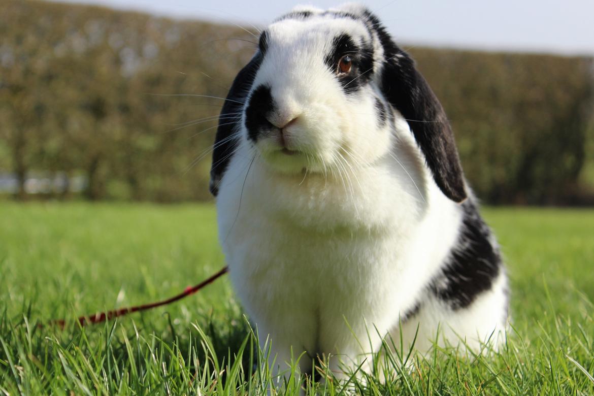 Kanin - Sunsides Silent Power billede 5