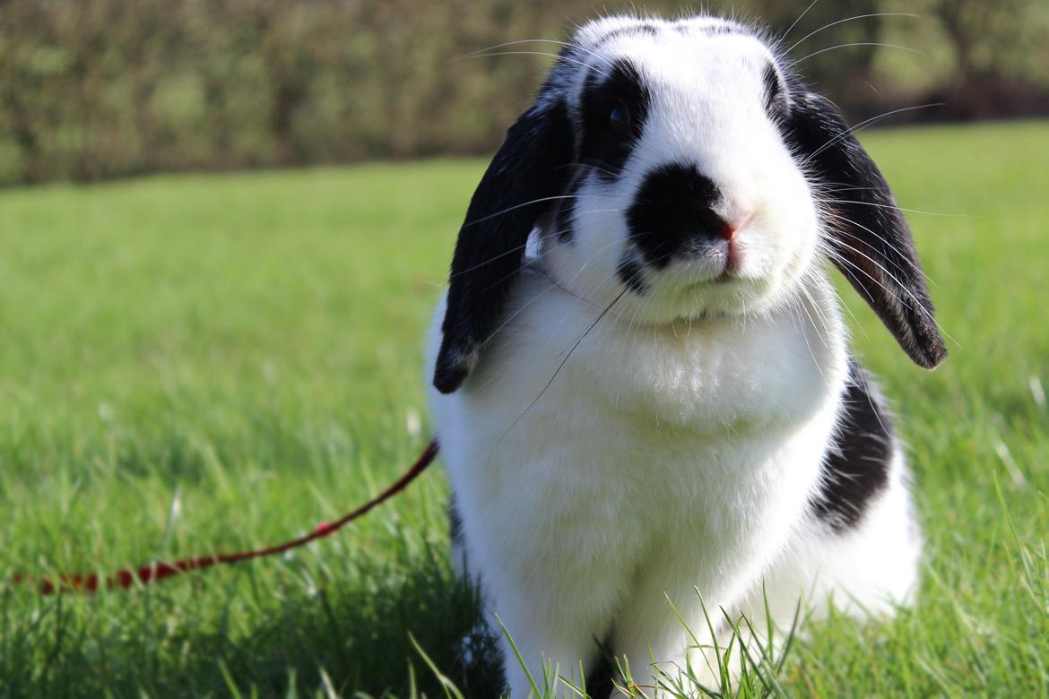 Kanin - Sunsides Silent Power billede 3