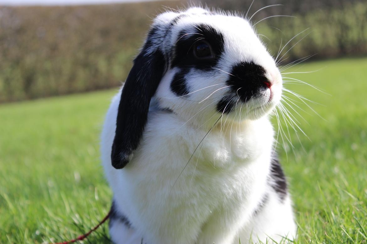 Kanin - Sunsides Silent Power billede 7