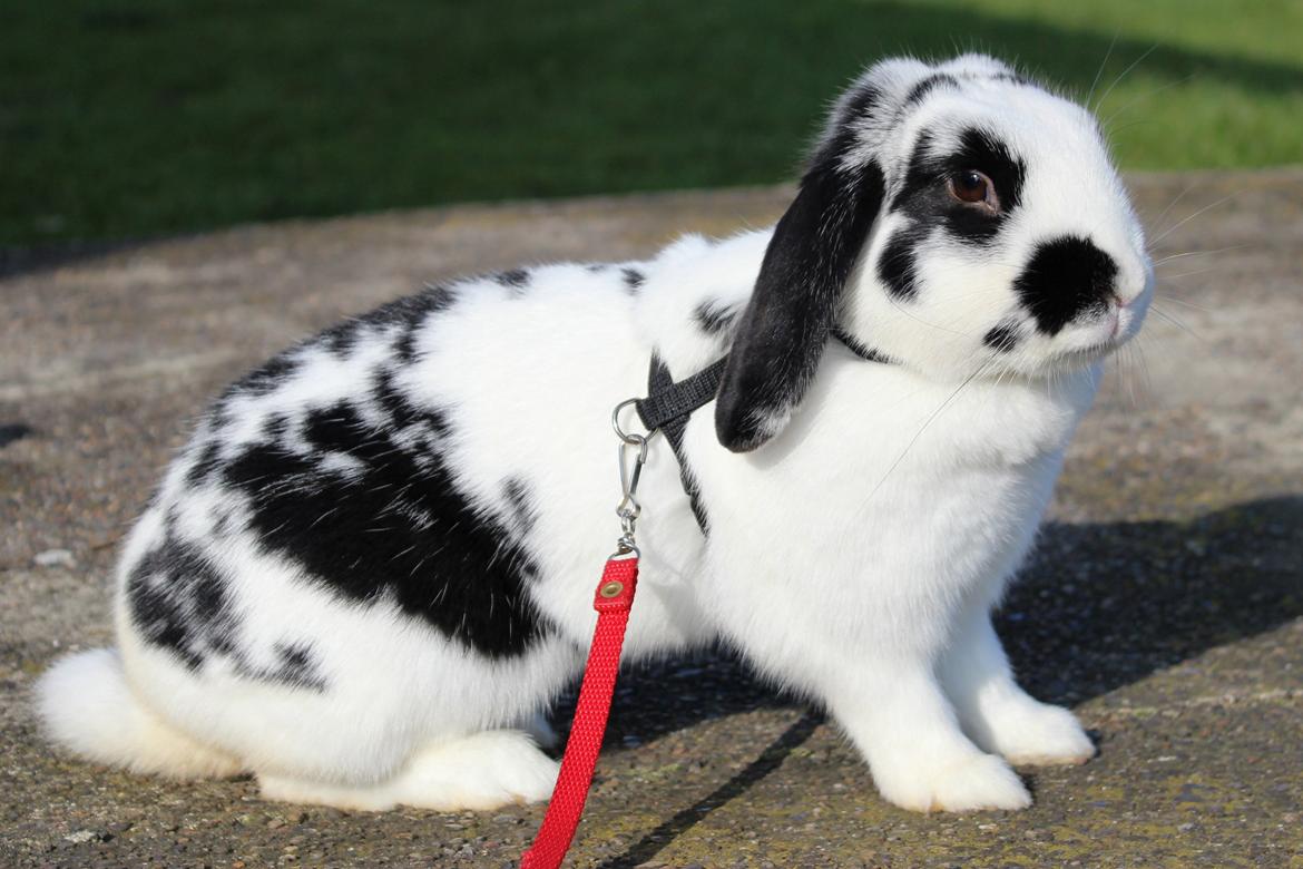 Kanin - Sunsides Silent Power billede 8