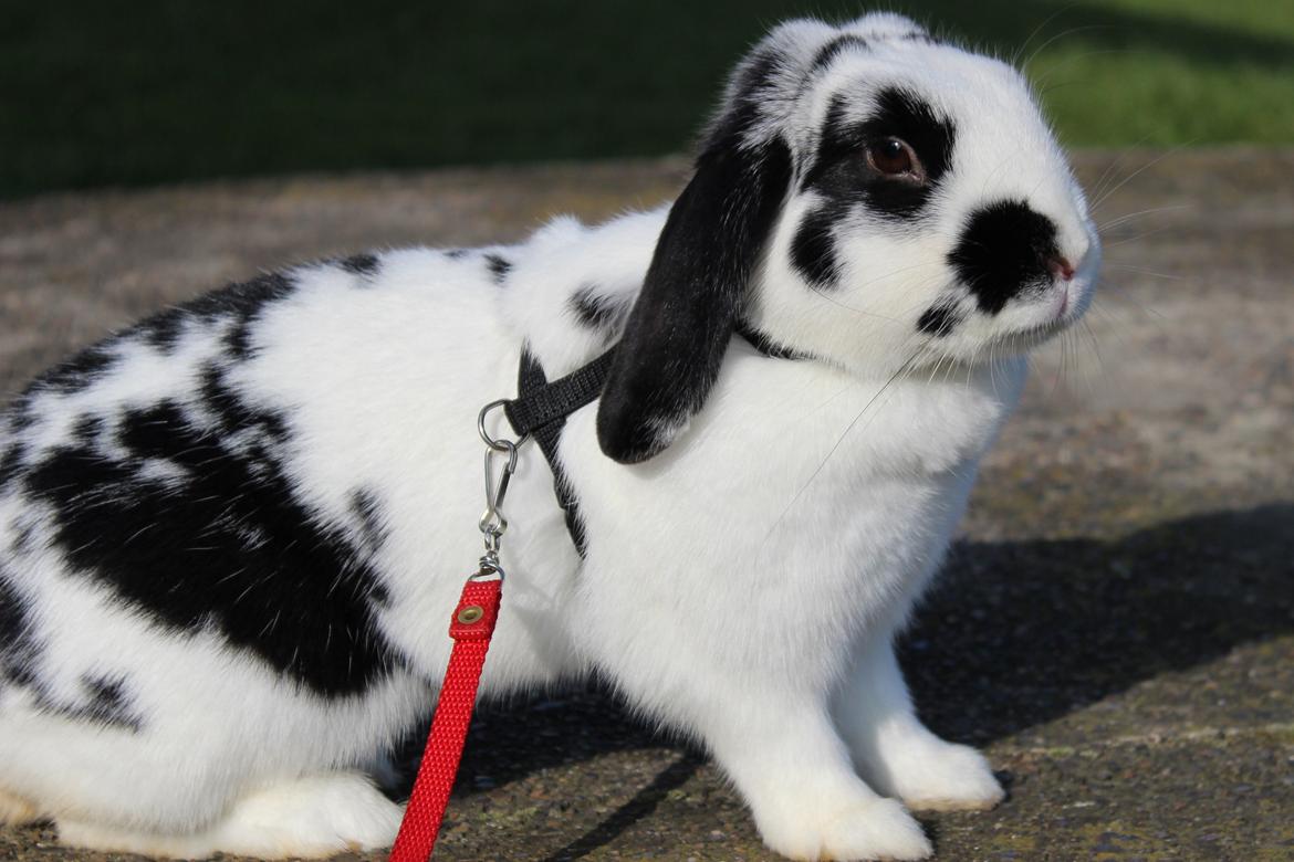 Kanin - Sunsides Silent Power billede 9