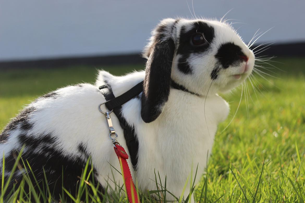 Kanin - Sunsides Silent Power billede 11