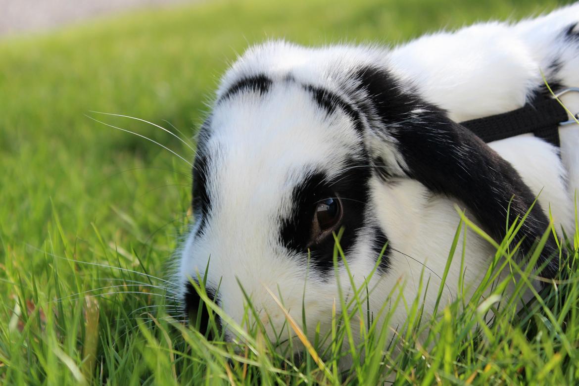 Kanin - Sunsides Silent Power billede 13