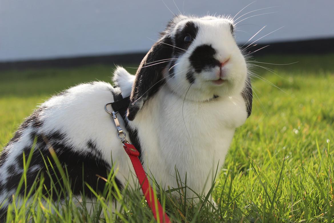 Kanin - Sunsides Silent Power billede 12