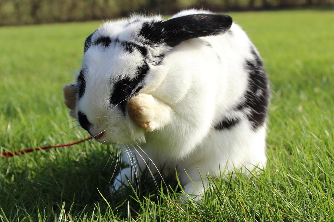 Kanin - Sunsides Silent Power billede 16