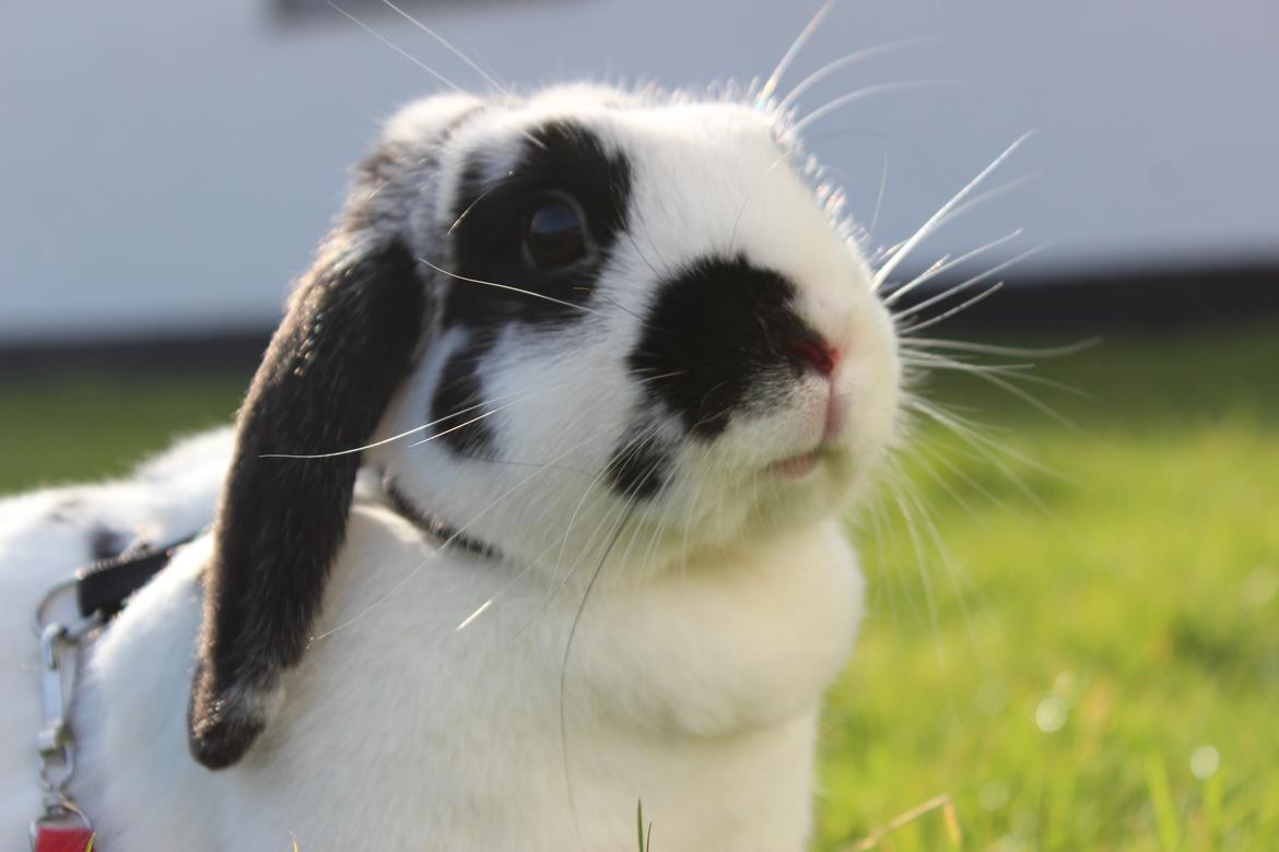 Kanin - Sunsides Silent Power billede 18