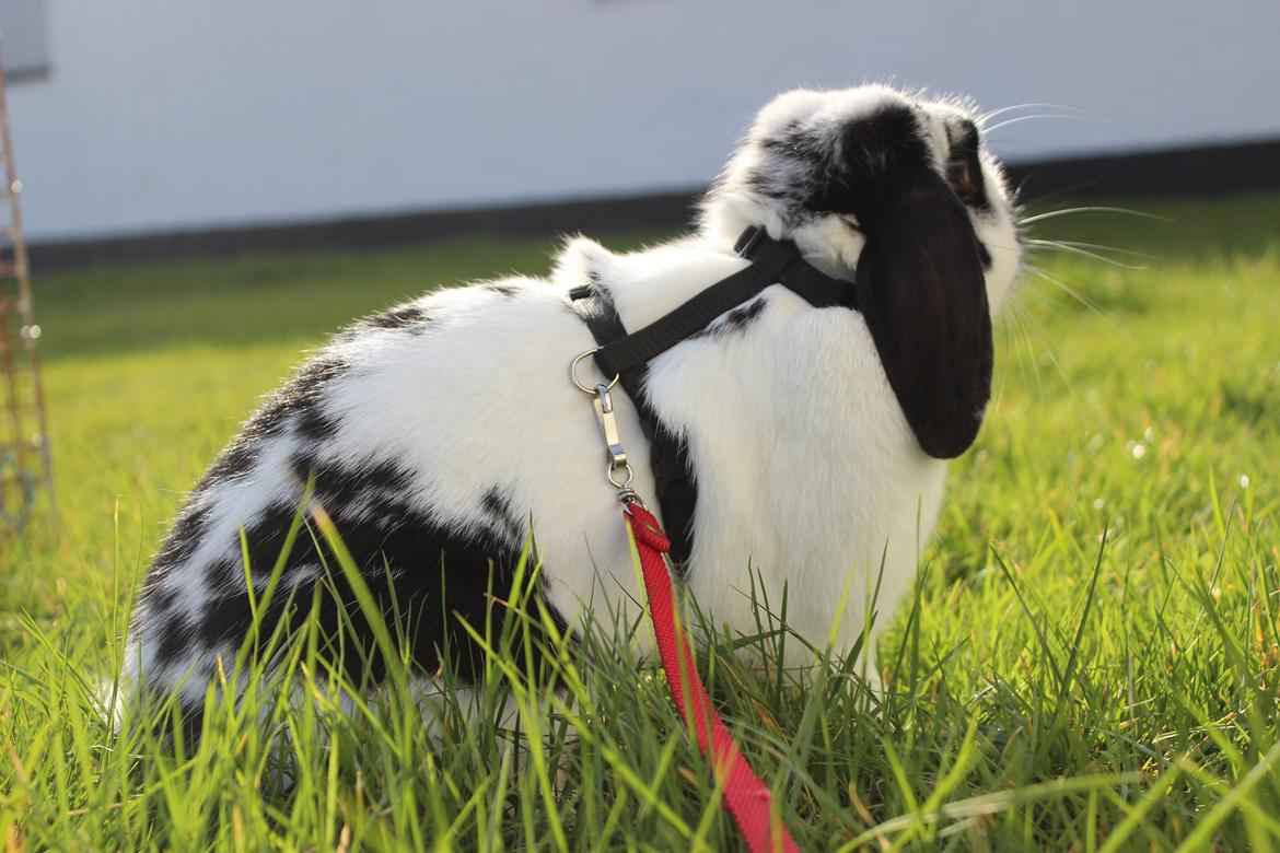 Kanin - Sunsides Silent Power billede 19