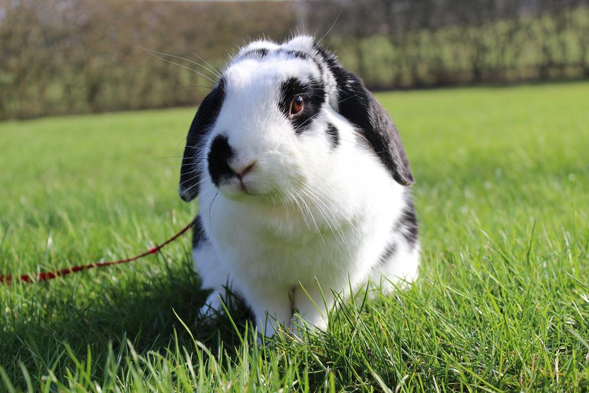 Kanin - Sunsides Silent Power billede 17