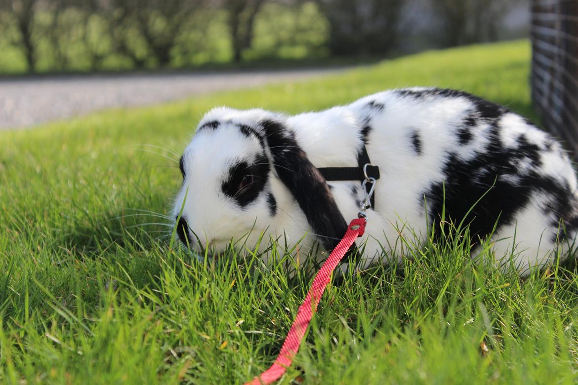 Kanin - Sunsides Silent Power billede 20