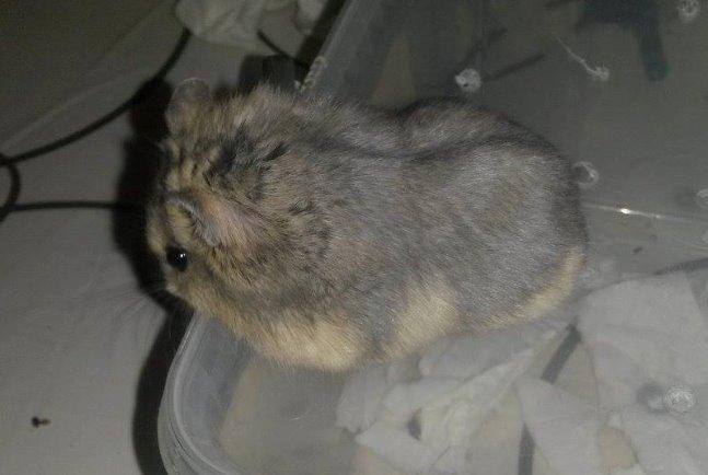 Dværghamster Tusse´s Molly billede 5