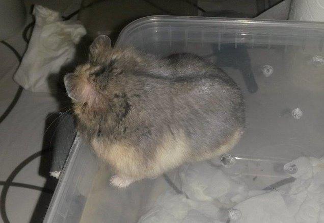 Dværghamster Tusse´s Molly billede 6