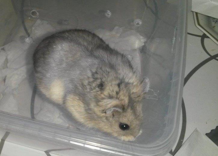 Dværghamster Tusse´s Molly billede 1