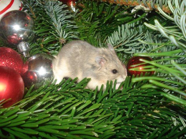 Dværghamster Tusse´s Molly billede 3