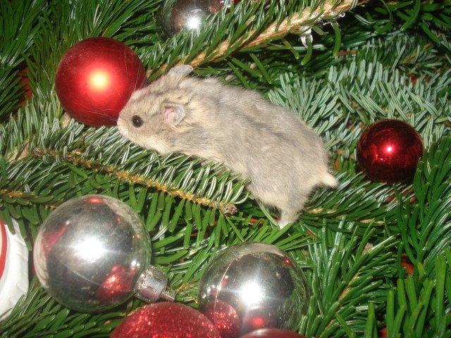 Dværghamster Tusse´s Molly billede 4