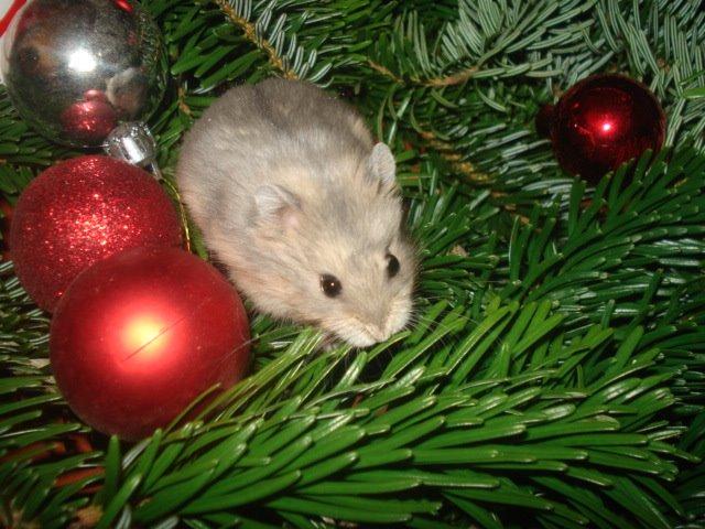 Dværghamster Tusse´s Molly billede 2