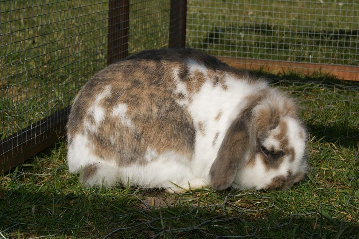 Kanin Blobber - 10-03-2014 billede 5