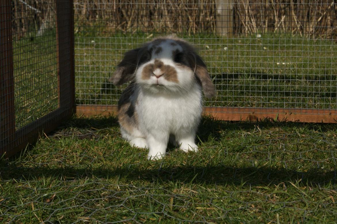 Kanin Blobber - 10-03-2014 billede 2