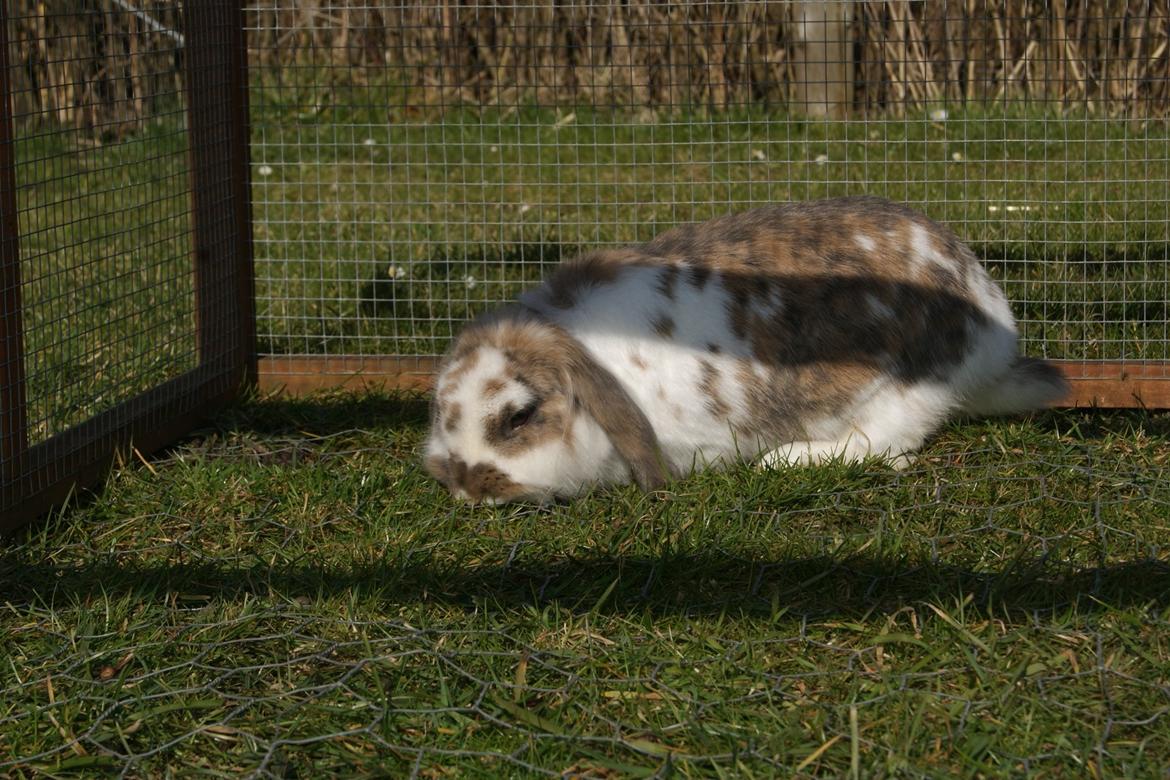 Kanin Blobber - 10-03-2014 billede 4